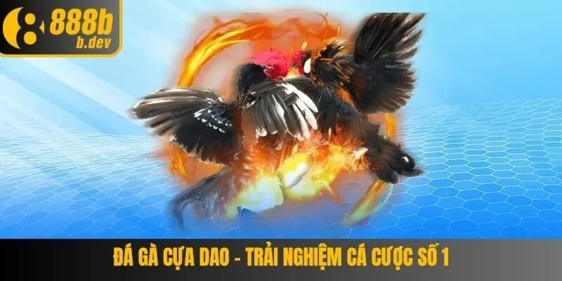 Đá Gà Cựa Dao